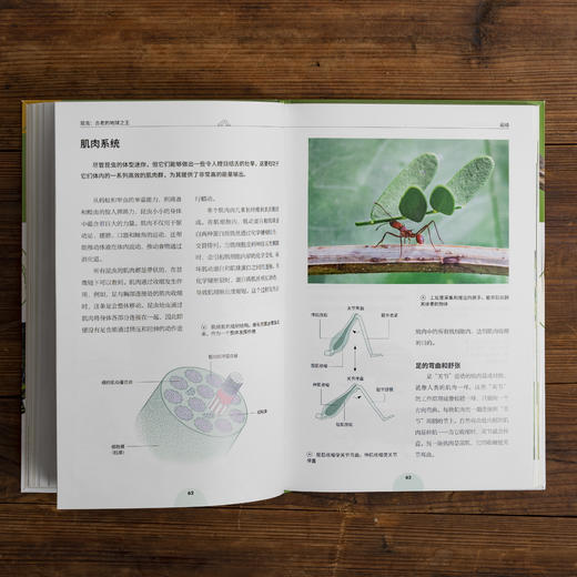 昆虫：古老的地球zhi王，300余幅照片、手绘图、信息图 回溯亿万年的昆虫演化史 昆虫小百科 科普图书 商品图5