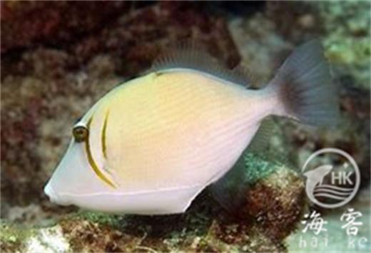 眼纹炮弹 商品图1