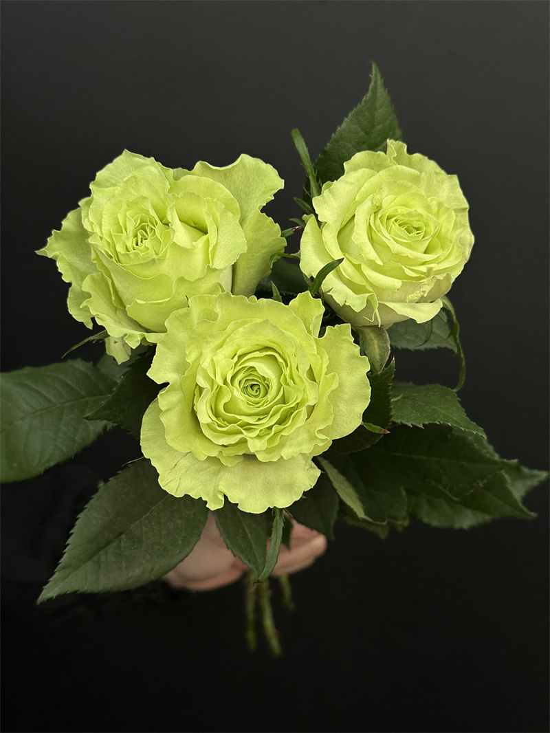 肯尼亚玫瑰limbo绿美人10支