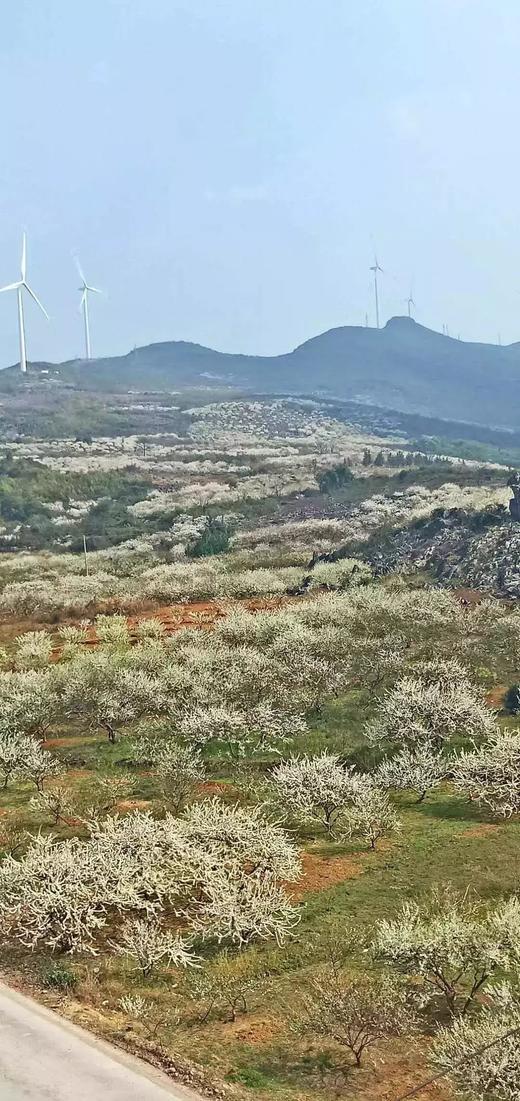 3.4确定出发 广西春季花海：恭城春季赏花、相公山 海菜花 思美瀑布5天 商品图5