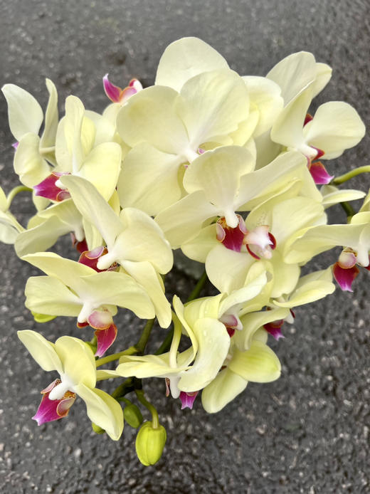 国产花材-【小家碧玉】蝴蝶兰 商品图1