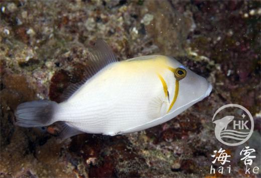 眼纹炮弹 商品图0