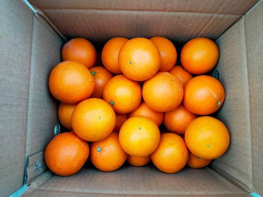 秭归伦晚甜橙9斤中果（28个左右） 商品图0