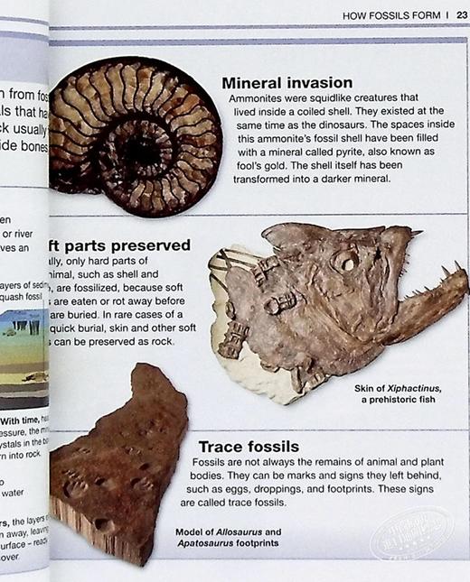 【中商原版】DK目击者口袋系列 恐龙	Pocket Eyewitness Dinosaurs	英文原版 DK百科 史前世界 恐龙指南 商品图8