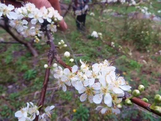 3月3日确定出发广西春色---恭城春色赏花 香桥地质公园 动车4天 商品图4