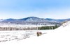 冰雪北疆行——赛湖蓝冰、梦幻天鹅泉、水墨禾木、喀纳斯雪蘑菇、吉木乃萨吾儿民俗、雪地跑马9天摄影采风团 商品缩略图11