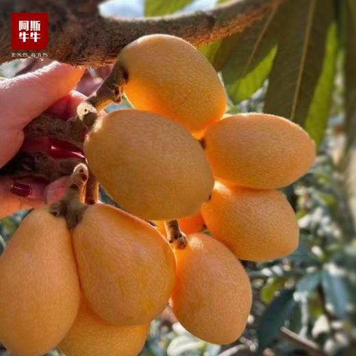 【早春清甜】米易大五星枇杷，初春即尝 皮薄肉多 清甜多汁 商品图3