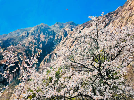 【凤凰岭白虎涧1日】 | 北京版桃花岛の凤凰岭-白虎涧后花园9公里穿越 商品图5