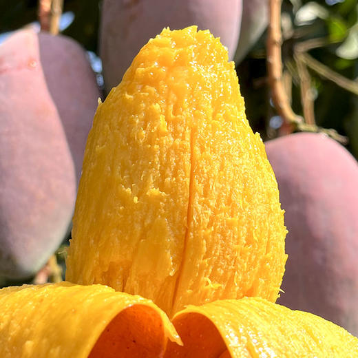 海南贵妃芒（芒果）【熟了熟了，终于等到了，吃芒果的季节，太爽了】 商品图1