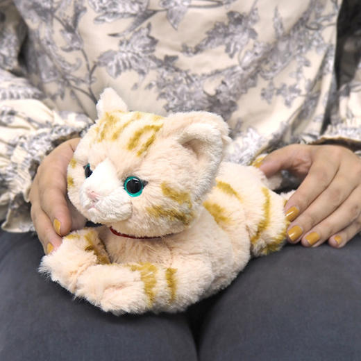 SunLemon 美国短毛猫（米色SS号）SUNCP8022玩偶 商品图3