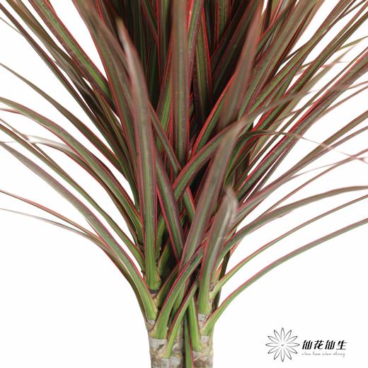 叶材 | 七彩铁 商品图2