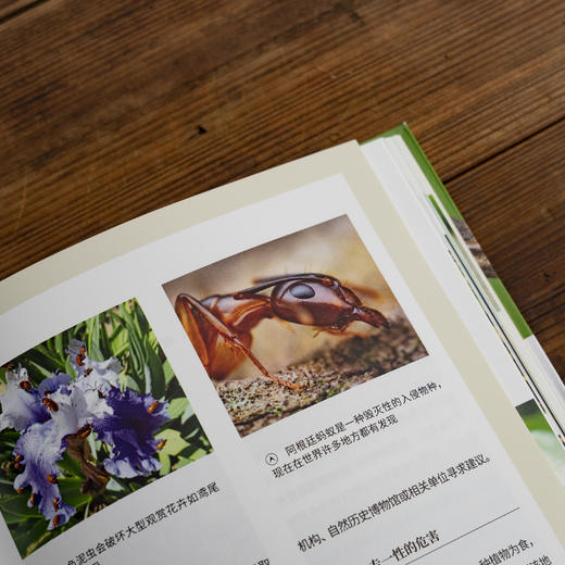 昆虫：古老的地球zhi王，300余幅照片、手绘图、信息图 回溯亿万年的昆虫演化史 昆虫小百科 科普图书 商品图6