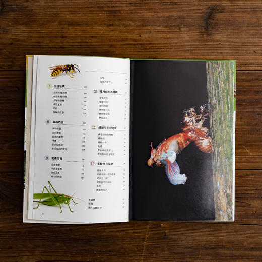 昆虫：古老的地球zhi王，300余幅照片、手绘图、信息图 回溯亿万年的昆虫演化史 昆虫小百科 科普图书 商品图4