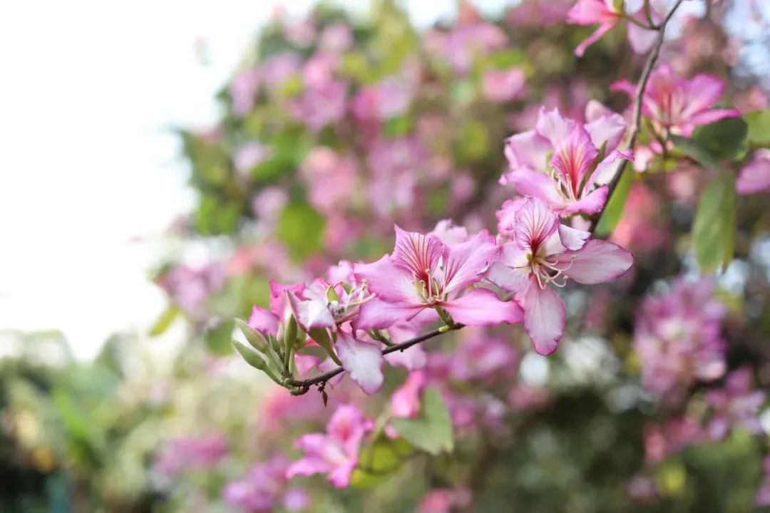 自然创"艺"体验课 | 激发五感”创艺力"，寻找春的礼物