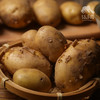 生态土豆 （广东）| 合作生产 * Eco-potato | Coproduction 商品缩略图0