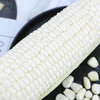 老品种鲜白糯玉米  纯糯微甜  香甜可口，吃起糯糯的感觉， 给你不一样的美食体验！ 商品缩略图5