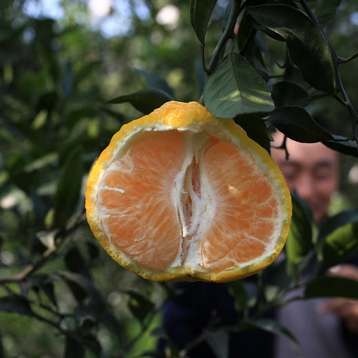 【蒲江柠檬丑柑不知火】柠檬的香，柑橘的甜，独特的脆爽口感，都在这一口生态柑橘里了 商品图8
