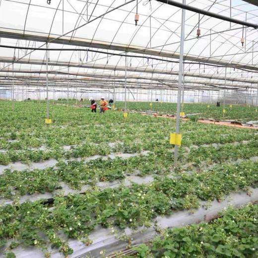 石林旅居 | 昆明石林紫竹苑酒店￥599起/单人3晚/6晚/15晚 ，2人起订，杏林大观园4A景区养生旅居，全年不涨价，中国石林中医药文化康养福地、汤泉养生、佛禅修心 商品图11