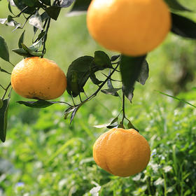 【蒲江柠檬丑柑不知火】柠檬的香，柑橘的甜，独特的脆爽口感，都在这一口生态柑橘里了