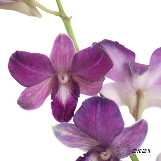 兰花 | 千代兰雾霾紫 商品图0