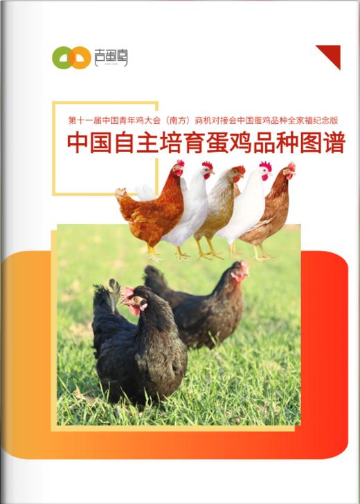 中国自主培育蛋鸡品种图谱 商品图0