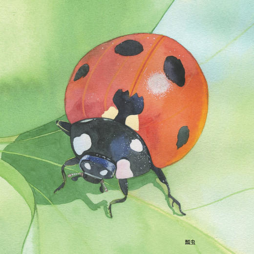 《小亮老师的博物课》（全6册）注音版 商品图8