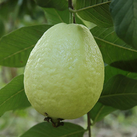 奶油芭乐健康绿色生态，现在口感正当时！🤓  硬着吃口感清爽，还可以加点酸梅粉，味道保证绝绝子，放软之后口感香甜软糯，别有一番滋味！💕 商品图3