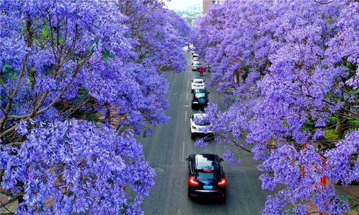 5月6日云南蓝花楹、滇越铁路、抚仙湖红沙滩、建水十七孔桥、梦幻蚁工坊6天 商品图5