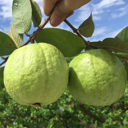 奶油芭乐健康绿色生态，现在口感正当时！🤓  硬着吃口感清爽，还可以加点酸梅粉，味道保证绝绝子，放软之后口感香甜软糯，别有一番滋味！💕 商品图2