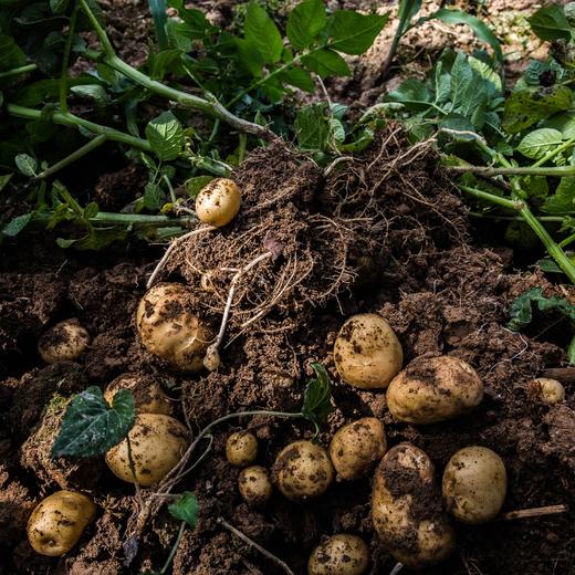 聼瀑崖 湖北硒都恩施小土豆含硒黄心马铃薯 2.5kg/盒 商品图1