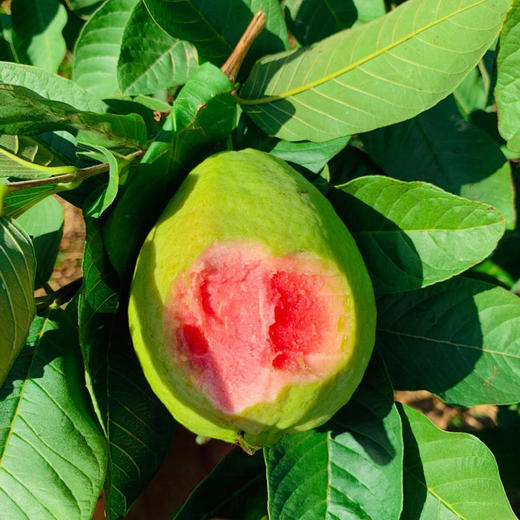 福建奶油冰淇淋芭乐/红玫瑰芭乐【产地连续下雨，延迟发货】 商品图8