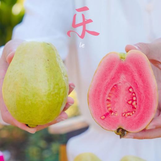 福建奶油冰淇淋芭乐/红玫瑰芭乐【产地连续下雨，延迟发货】 商品图0