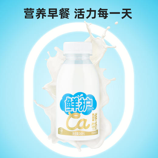 【冷链直邮】西湖牌鲜护PET高钙鲜牛奶260ml（一次性配送） 商品图6