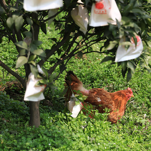 【蒲江柠檬丑柑不知火】柠檬的香，柑橘的甜，独特的脆爽口感，都在这一口生态柑橘里了 商品图9