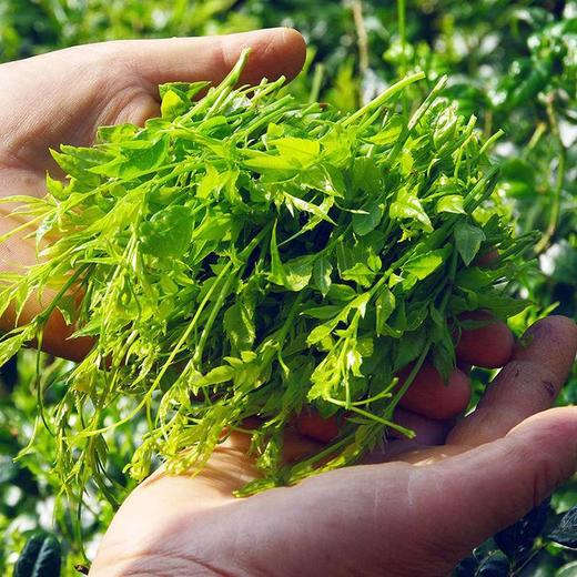 聼瀑崖 湖北硒都恩施藤茶50g龙须莓茶养生茶 商品图2