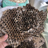 蜂房 商品缩略图4