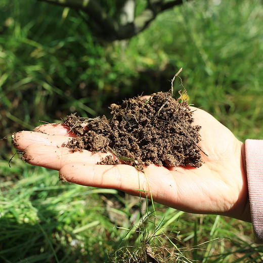 【蒲江柠檬丑柑不知火】柠檬的香，柑橘的甜，独特的脆爽口感，都在这一口生态柑橘里了 商品图5