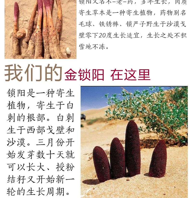 金锁阳肉苁蓉内蒙古阿拉善整根切片锁阳片搭配肉苁蓉锁阳淫羊藿滋补