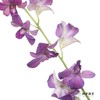 兰花 | 千代兰雾霾紫 商品缩略图2