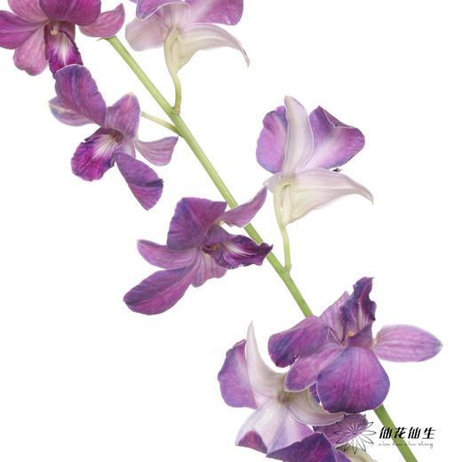 兰花 | 千代兰雾霾紫 商品图2