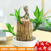 【特殊商品/请提前看售后须知】包成活巴西木水养幸运木开花绿植室内盆栽水培植物格鲁特小树人四季带芽 商品缩略图0