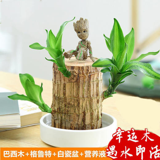 【特殊商品/请提前看售后须知】包成活巴西木水养幸运木开花绿植室内盆栽水培植物格鲁特小树人四季带芽 商品图0