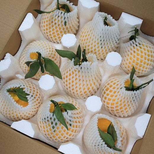 【蒲江柠檬丑柑不知火】柠檬的香，柑橘的甜，独特的脆爽口感，都在这一口生态柑橘里了 商品图6