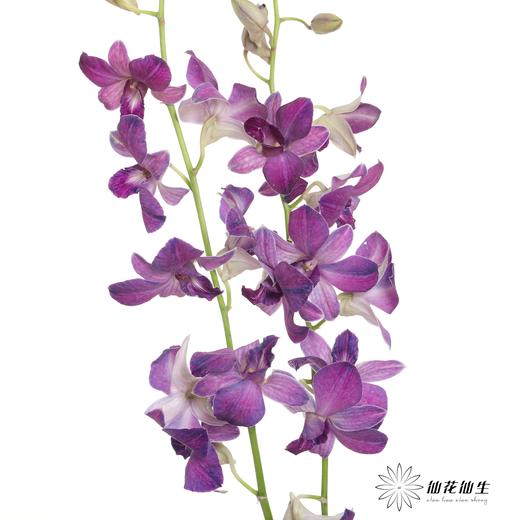 兰花 | 千代兰雾霾紫 商品图4