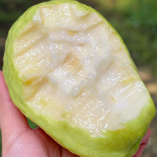 奶油芭乐健康绿色生态，现在口感正当时！🤓  硬着吃口感清爽，还可以加点酸梅粉，味道保证绝绝子，放软之后口感香甜软糯，别有一番滋味！💕 商品图1