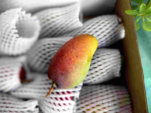 【礼盒装】贵妃芒 · 6.5斤装 商品图5