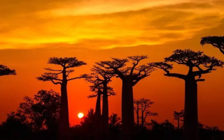 【非洲南部】马达加斯加国家公园+面包树+度假天堂塞舌尔之旅