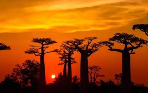 【非洲南部】马达加斯加国家公园+面包树+度假天堂塞舌尔之旅 商品图0