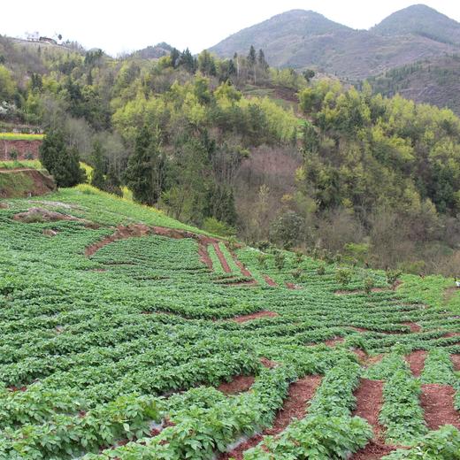 聼瀑崖 湖北硒都恩施小土豆含硒黄心马铃薯 2.5kg/盒 商品图4