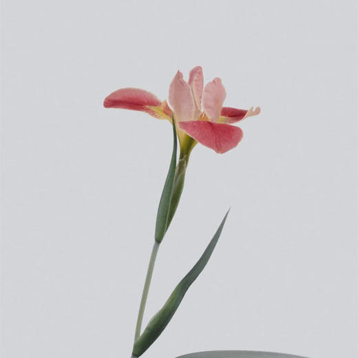 花卡读心术咨询 商品图0